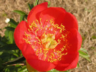 Paeonia peregrina