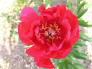 Cherry Ruffles