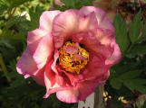 Jasmin