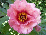 Placid Charm